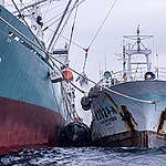 臺灣遠洋漁業被美國點名涉及非法！豐群水產須帶頭杜絕非法漁獲