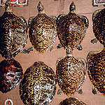 玳瑁是海龜還是寶石？全球海龜種類及臺灣常見海龜介紹