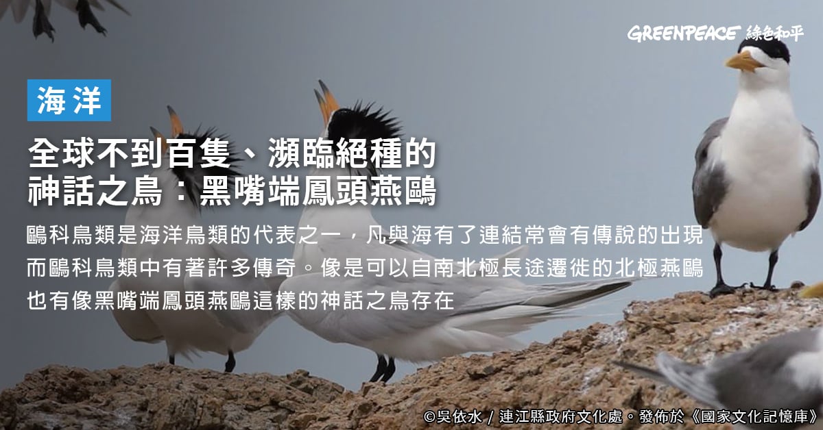 全球不到百隻、瀕臨絕種的神話之鳥：黑嘴端鳳頭燕鷗- Greenpeace 綠色