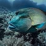 曲紋唇魚（Cheilinus undulatus）的俗名為龍王鯛、拿破崙魚、蘇眉魚與波紋鸚鯛等，為輻鰭魚綱、鱸形目、隆頭魚亞目、隆頭魚科的其中一種。