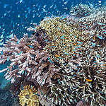 潛水員發現位於澳洲湯斯維爾 （Townsville）的珊瑚礁在熱浪威脅下，已開始白化。