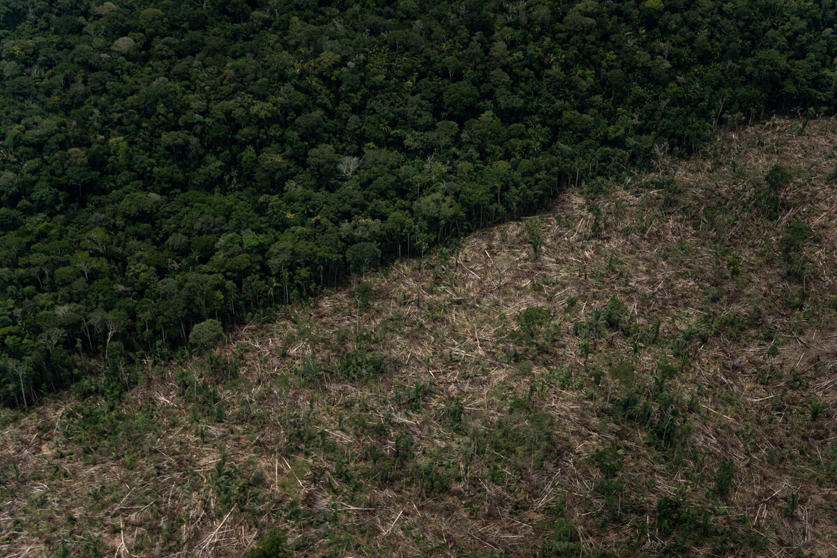 2022年3月26日，綠色和平以空拍監測、記錄亞馬遜森林最新毀林情況。過去一年，巴西亞馬遜地區失去大片森林，毀林面積創下15年來新高，科學家也警告亞馬遜生態群落正面臨崩潰邊緣。