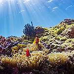 臺灣沿海拍攝到絢爛的珊瑚群和可愛的小丑魚，這些美麗的海洋生態亟需全面的保護和法規。