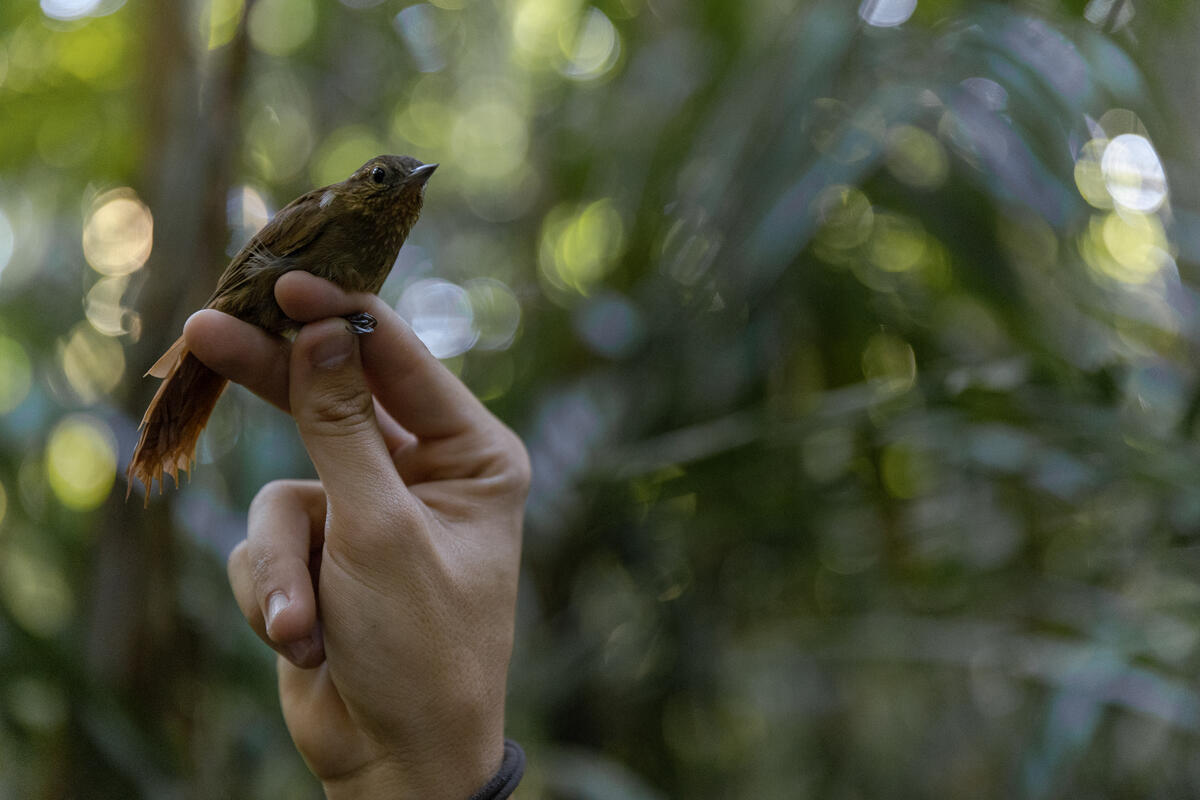 隨行鳥類學家毋忘原住民領袖捍衛雨林的遺志，繼續善用專業知識守護亞馬遜。