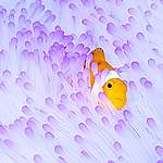 水下攝影師吳永森在海葵中，捕捉到可愛小丑魚的畫面。
