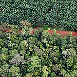 森林一勝！印尼法院支持保護原住民土地，撤銷油棕櫚種植園許可證