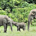 因象牙偷獵、棲地喪失等威脅，森林象被國際自然保護聯盟（IUCN）列為極為物種。