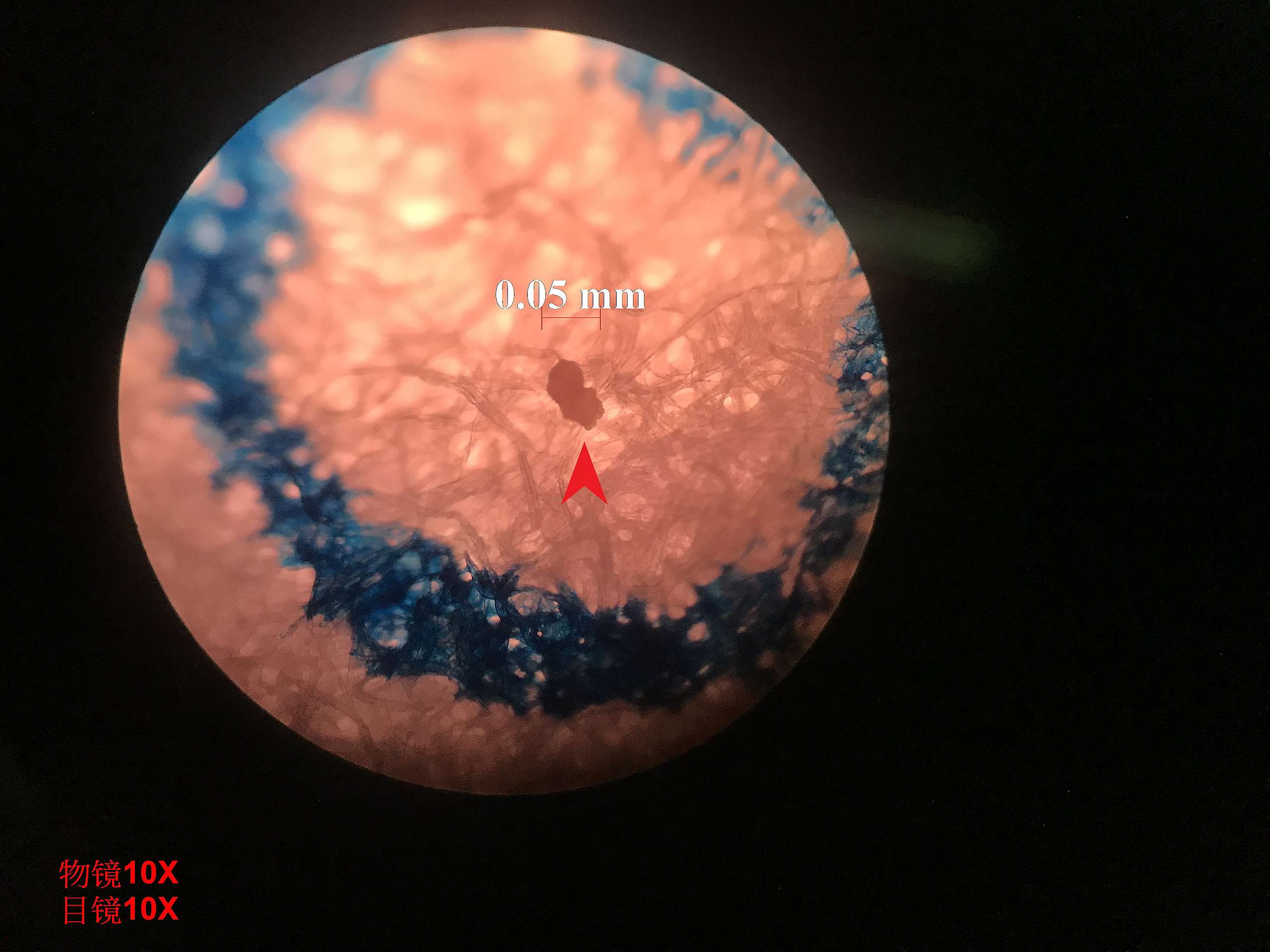 檢驗單位以「尼羅紅染色法」以及傅立葉紅外光譜儀檢測水鹿排遺是否含有微塑膠，並在畫面中標記出微塑膠。