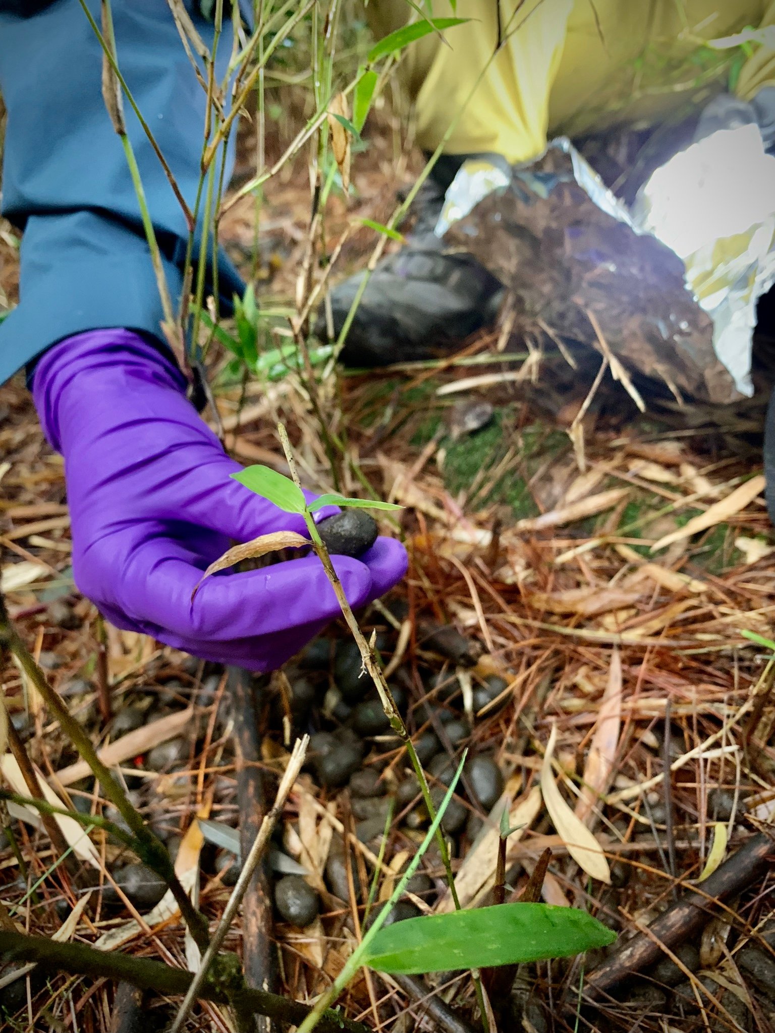 採樣人員戴NBR橡膠手套，採集臺灣水鹿的排遺，其中玉山塔塔加地區出現的排遺樣本中，超過30%含有微塑膠。