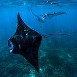 鬼蝠魟（Manta rays）出沒在印尼峇里島較寒冷的湧昇流，牠們是許多潛水景點的熱門海洋生物明星。