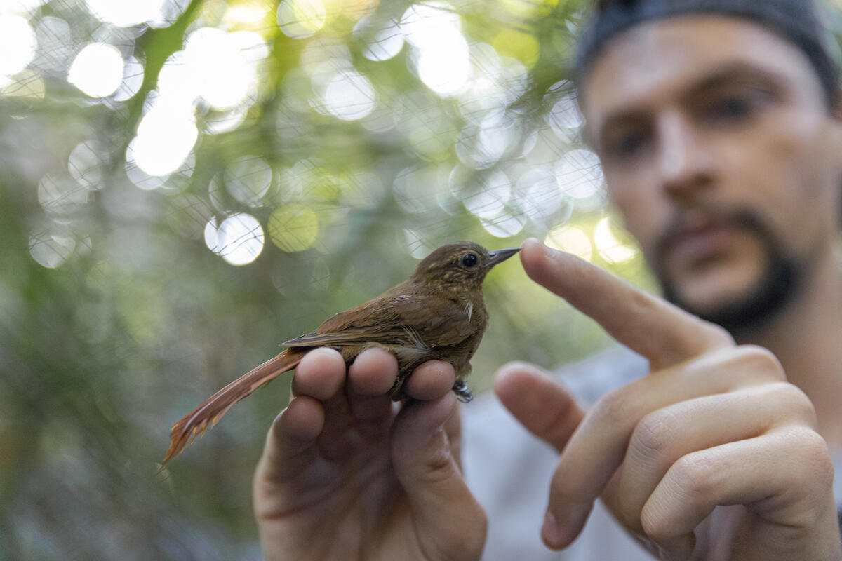 綠色和平巴西辦公室與國家亞馬遜研究所（INPA）科學家深入亞馬遜雨林，記錄馬尼科雷河的生物多樣性，包括研究不同地區的鳥類，以了解當地的差異。