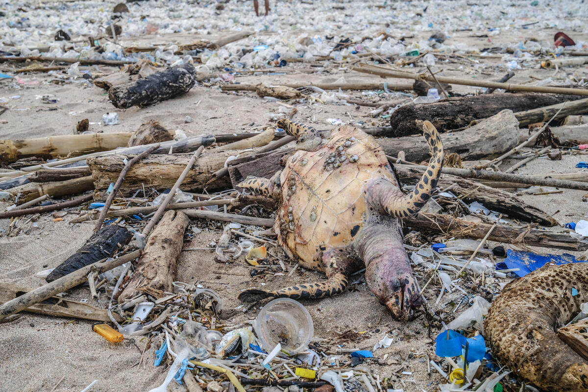 塑膠氾濫問題遍及全球，在自然環境中也可見到塑膠廢棄物的蹤跡，甚至裂解成微塑膠進入海洋、土壤、大氣以及人體中。不僅嚴重破壞自然生態，也危害人體健康。