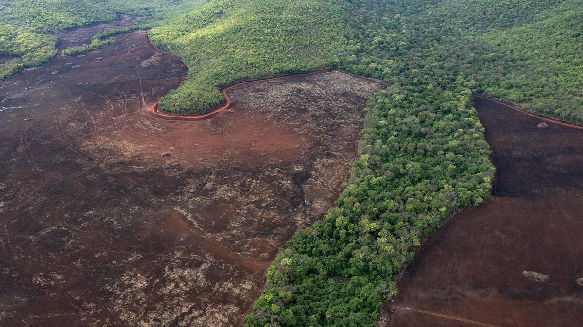 2022年9月，綠色和平行動者前往同屬亞馬遜生態群落的塞拉多草原（the Cerrado）和潘塔納爾濕地（the Pantanal），見證當地環境因工業化農業入侵，遭到嚴重破壞。