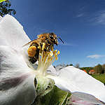 蜜蜂（honey bees）採食花粉和花蜜，為農作物授粉，有助於生產糧食。