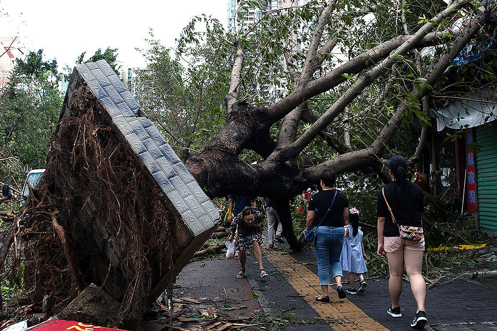 超級颱風山竹（Mangkhut）肆虐廣東深圳，造成路樹被連根拔起，樹幹橫亙人行道，市民行經時得彎著身子通過。