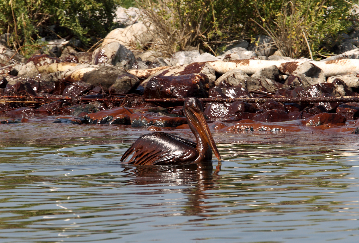 Brown Pelican in Louisiana. © Jose Luis Magana / Greenpeace