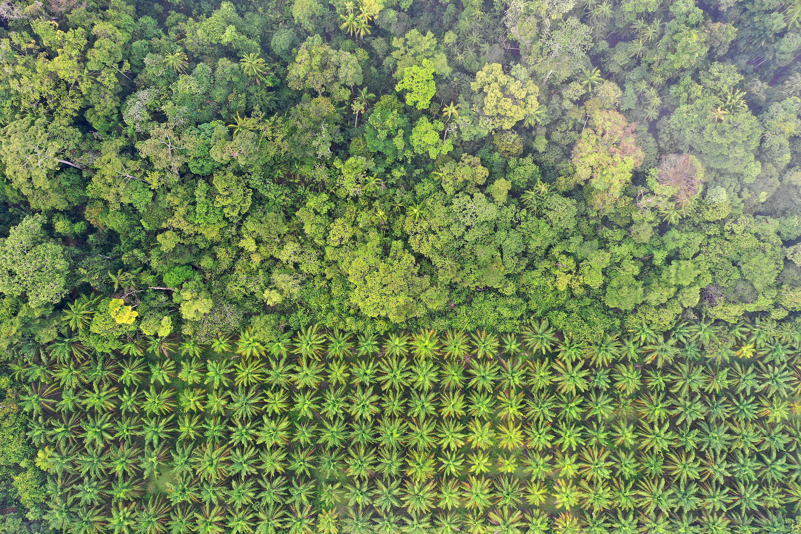劉仲恩以全球最大的棕櫚油出口國印尼為例，假設森林被砍