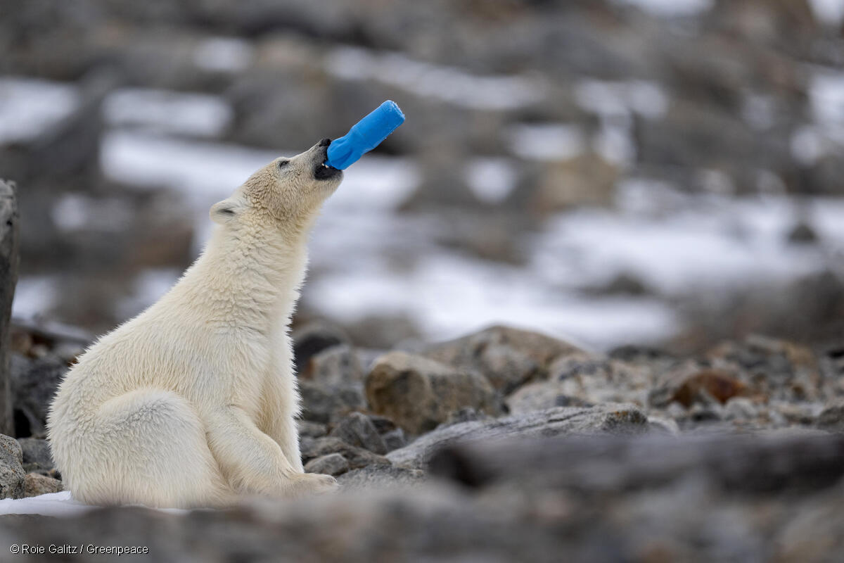 2023年6月，綠色和平攝影師發現一隻年幼的北極熊正在啃咬一支被丟棄的塑膠瓶。
