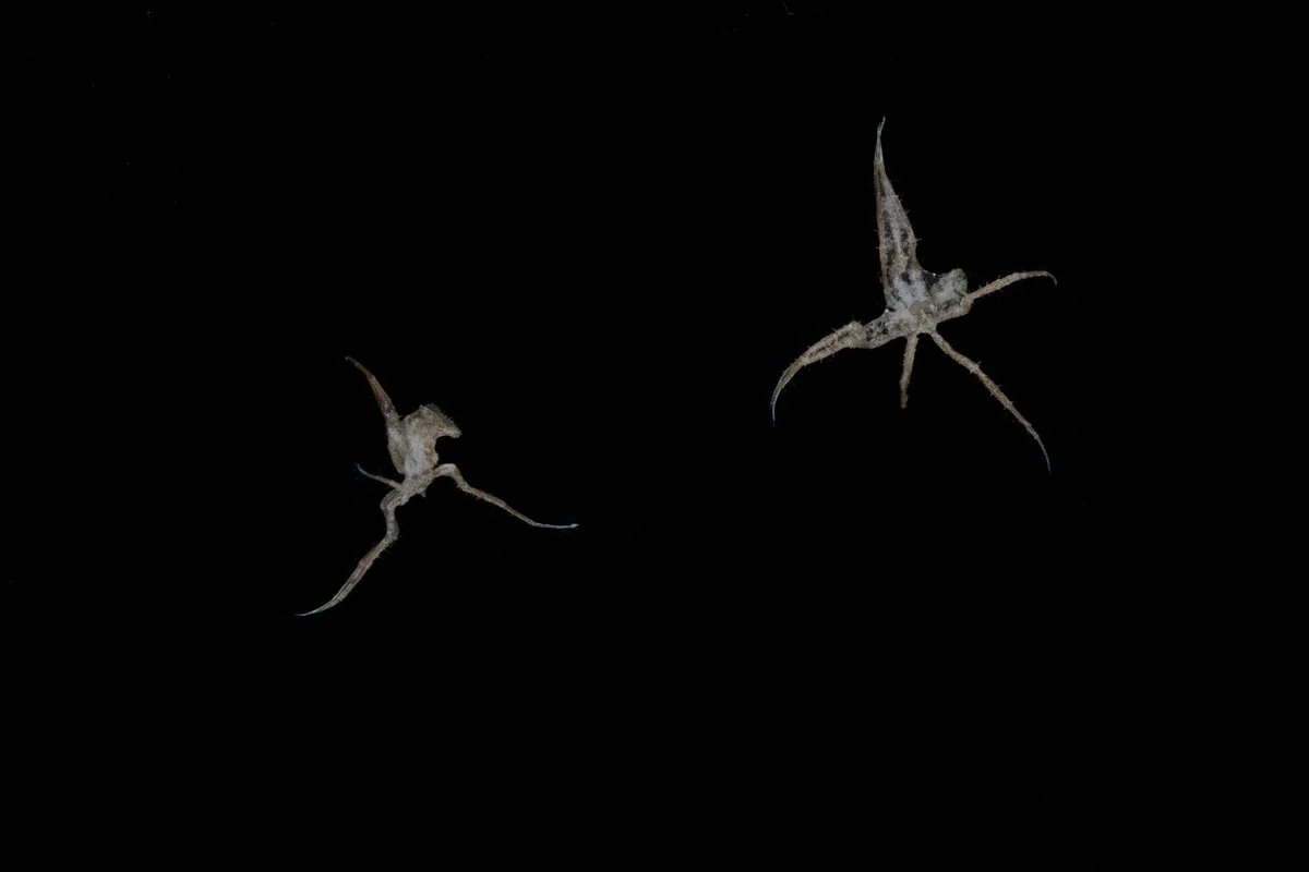 綠色和平在 2018 年南極科學研究之旅，出動小型潛水艇實地探索南極海底生態，期間在利文斯頓島半月灣（Half Moon Bay, outside Livingston Island）採集了海蜘蛛樣本。