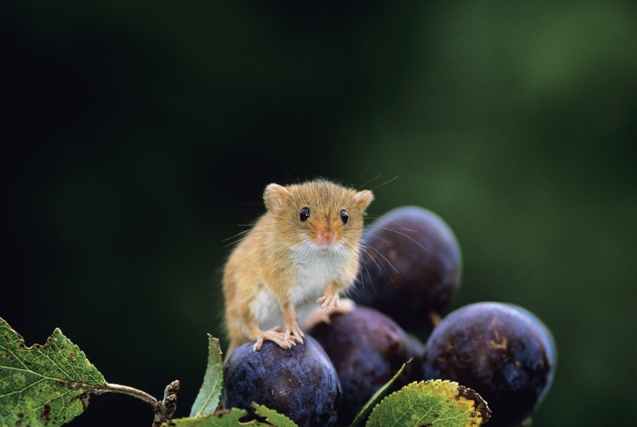 英國城市野化地區的梅樹上出現巢鼠（harvest mouse）。