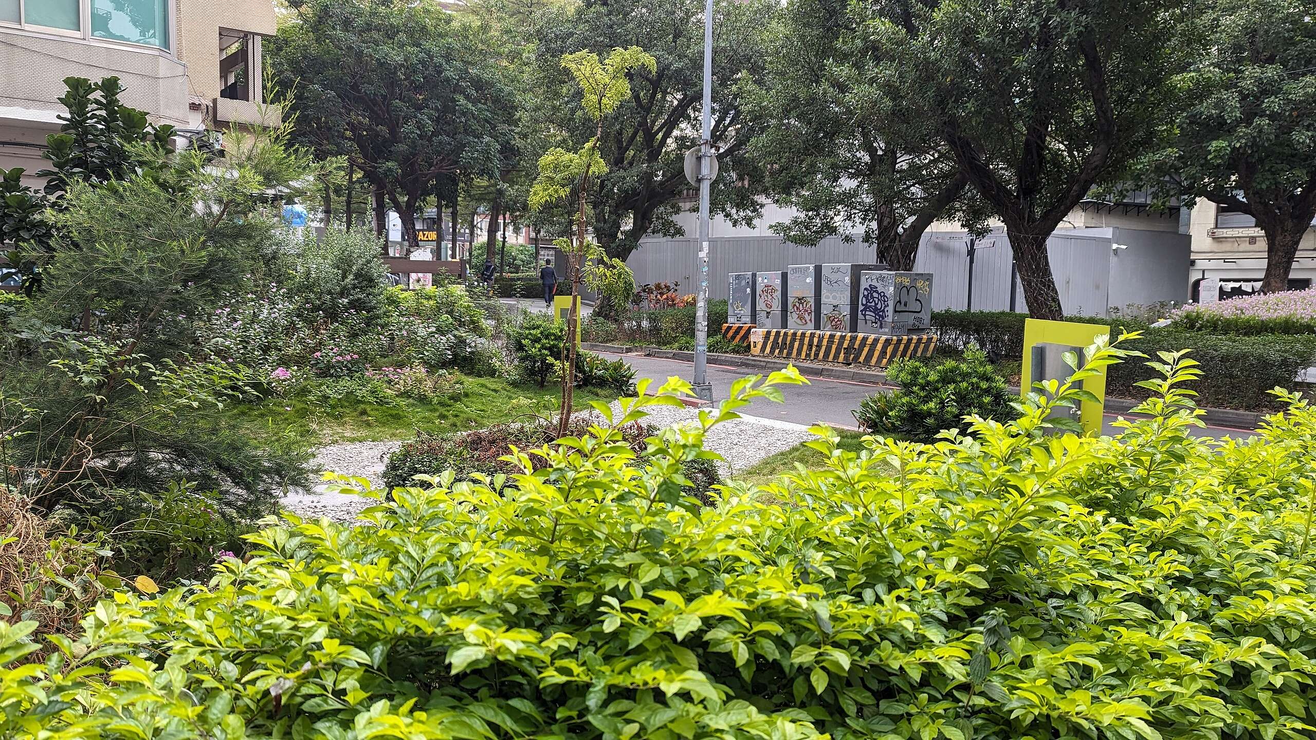 「雜草稍慢」在中山捷運站附近認養一塊地做城市野化。