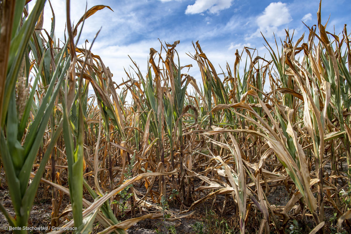 2018年8月，位於丹麥的玉米田因乾旱和高溫，導致發育不良無法收成。
