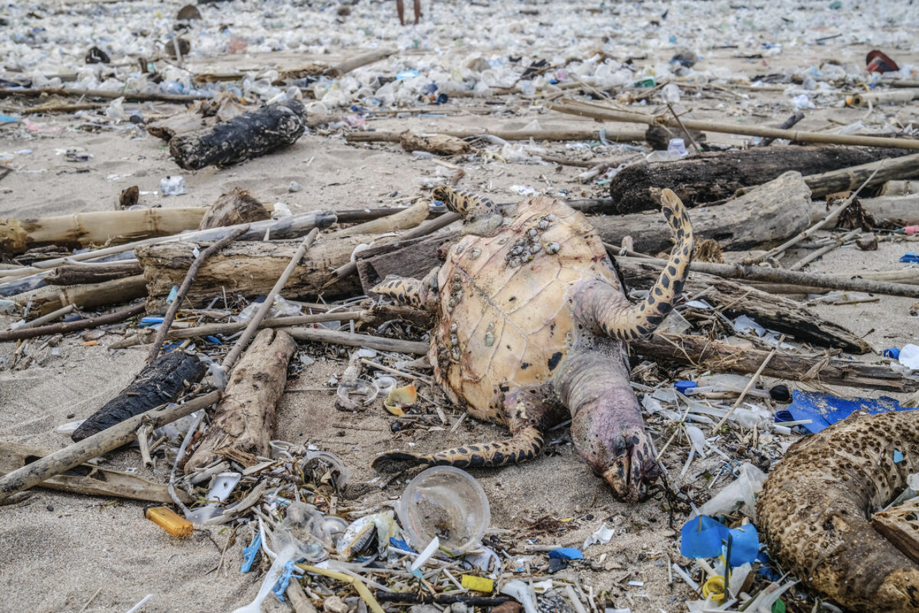印尼峇里島庫塔區（Kuta）坐擁知名的海灘景點，但每年到了季風雨季就有大量塑膠垃圾沖上岸。照片中擱淺在沙灘的海龜屍體，周遭滿是塑膠垃圾，反映了全球塑膠垃圾氾濫的問題。塑膠垃圾不僅出現在自然環境，也會裂解成微塑膠進入海洋、土壤、大氣甚至人體中，危害人類與動物的健康。