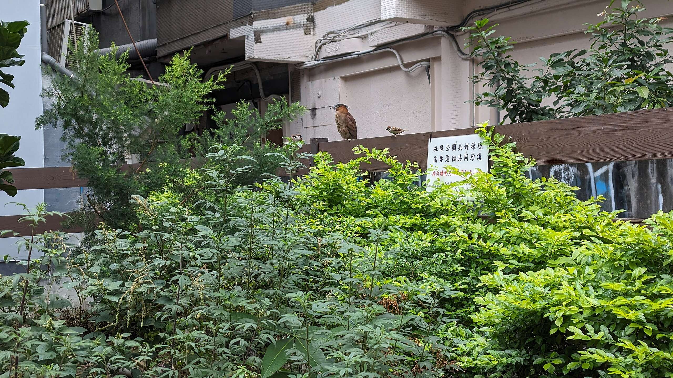 做城市野化的區域可看見麻雀、蝴蝶和俗稱「大笨鳥」的黑冠麻鷺在此停留。