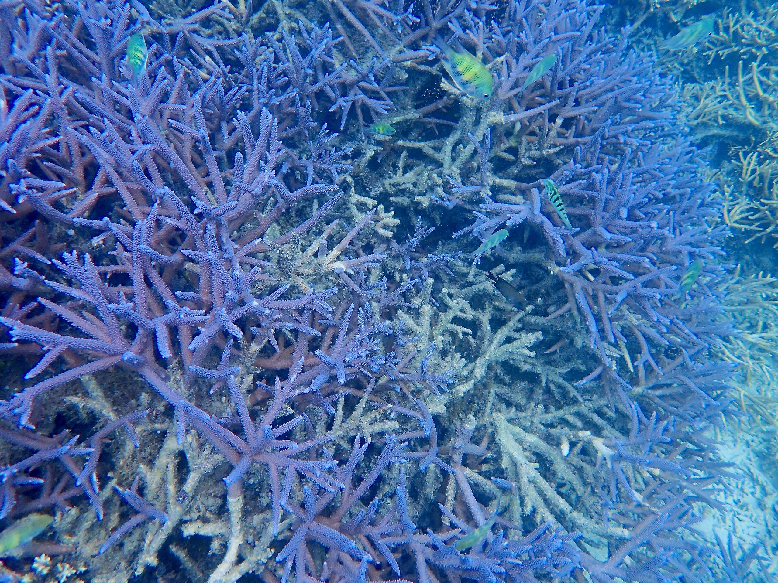 澎湖海域的紫色鹿角珊瑚，又被稱作「海底薰衣草森林」。