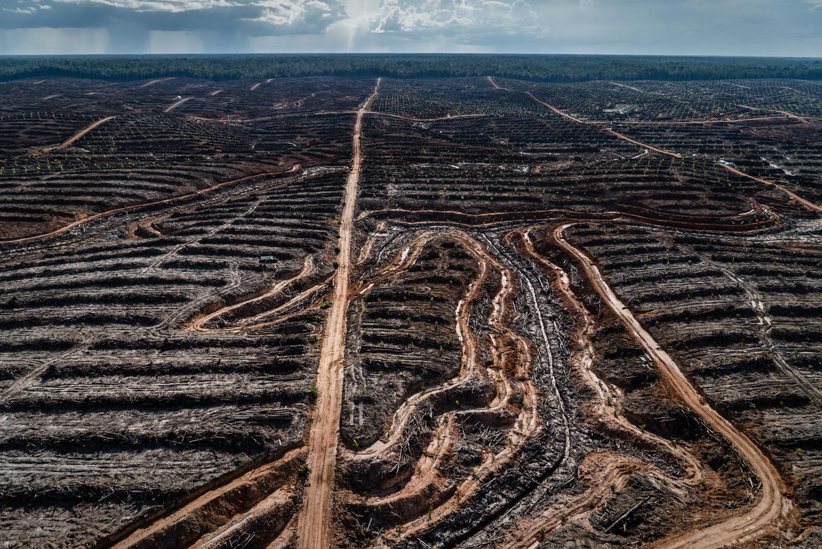 2018年，印尼雨林遭棕櫚油公司大規模焚毀和砍伐，清空林地種植油棕樹。