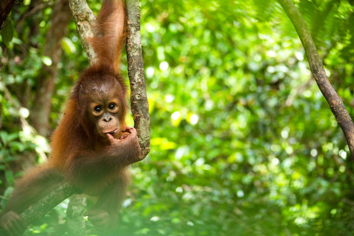 2013年，在印尼紅毛猩猩救援中心的紅毛猩猩寶寶。