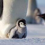 在雄性皇帝企鵝懷裡剛孵出的企鵝寶寶。