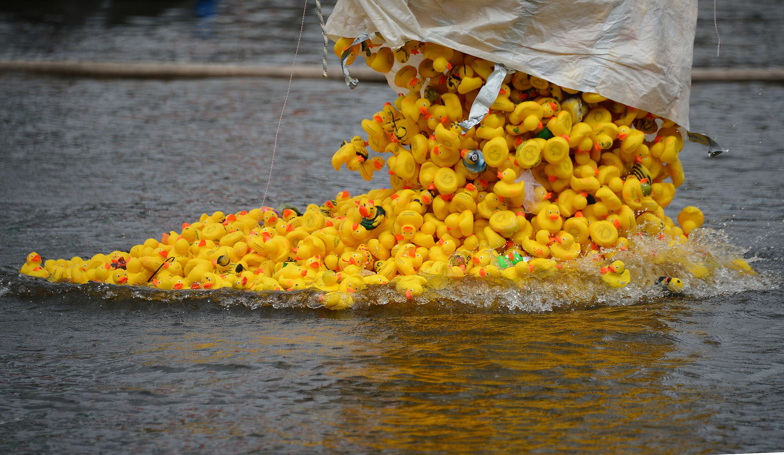 2013年9月1日，德國漢堡舉辦第三屆黃色小鴨比賽，當天超過12,000隻塑膠小黃鴨流放到河中。這次活動預計籌得的 6 萬歐元，收益將全數捐贈當地的兒童醫學中心。