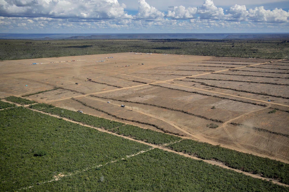 巴西亞馬遜遭受大規模毀林，只為了種植大豆飼料提供給大型畜牧場。