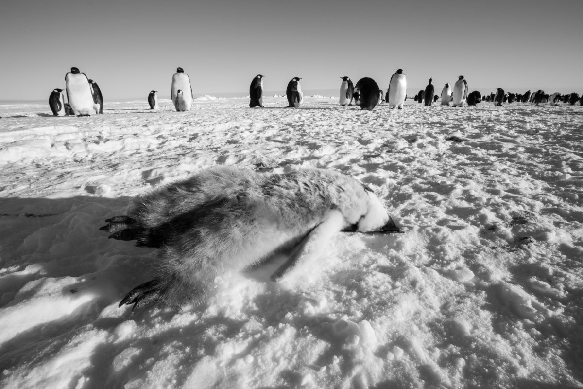 在南極的極端環境，每年約70%皇帝企鵝寶寶都活不過一歲。