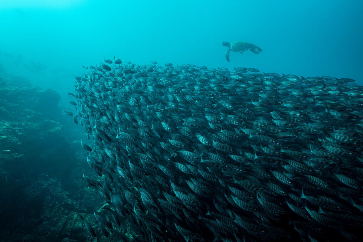 加拉巴哥海中的魚群和海龜，物種豐富且數量驚人。