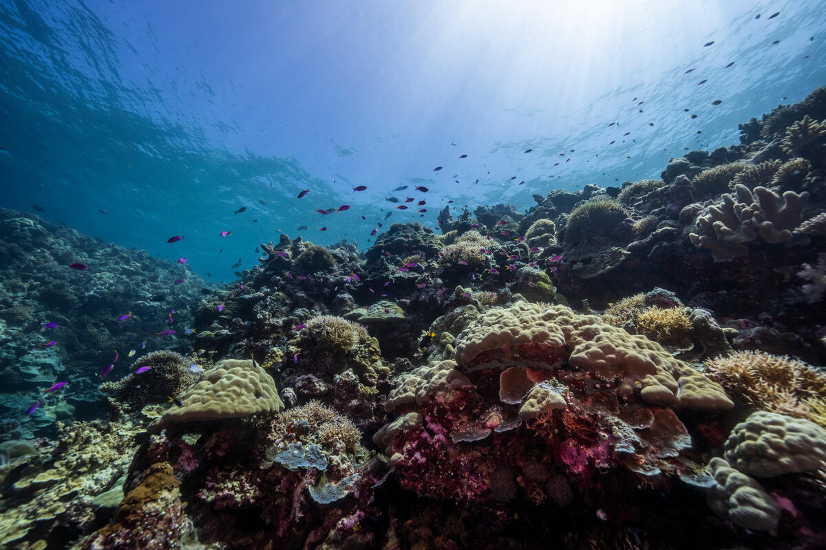 珊瑚礁是許多海洋生物的家，也是最豐富的生態系，為許多海洋生物提供棲地和食物來源，更能減緩海浪衝擊陸地的破壞力。