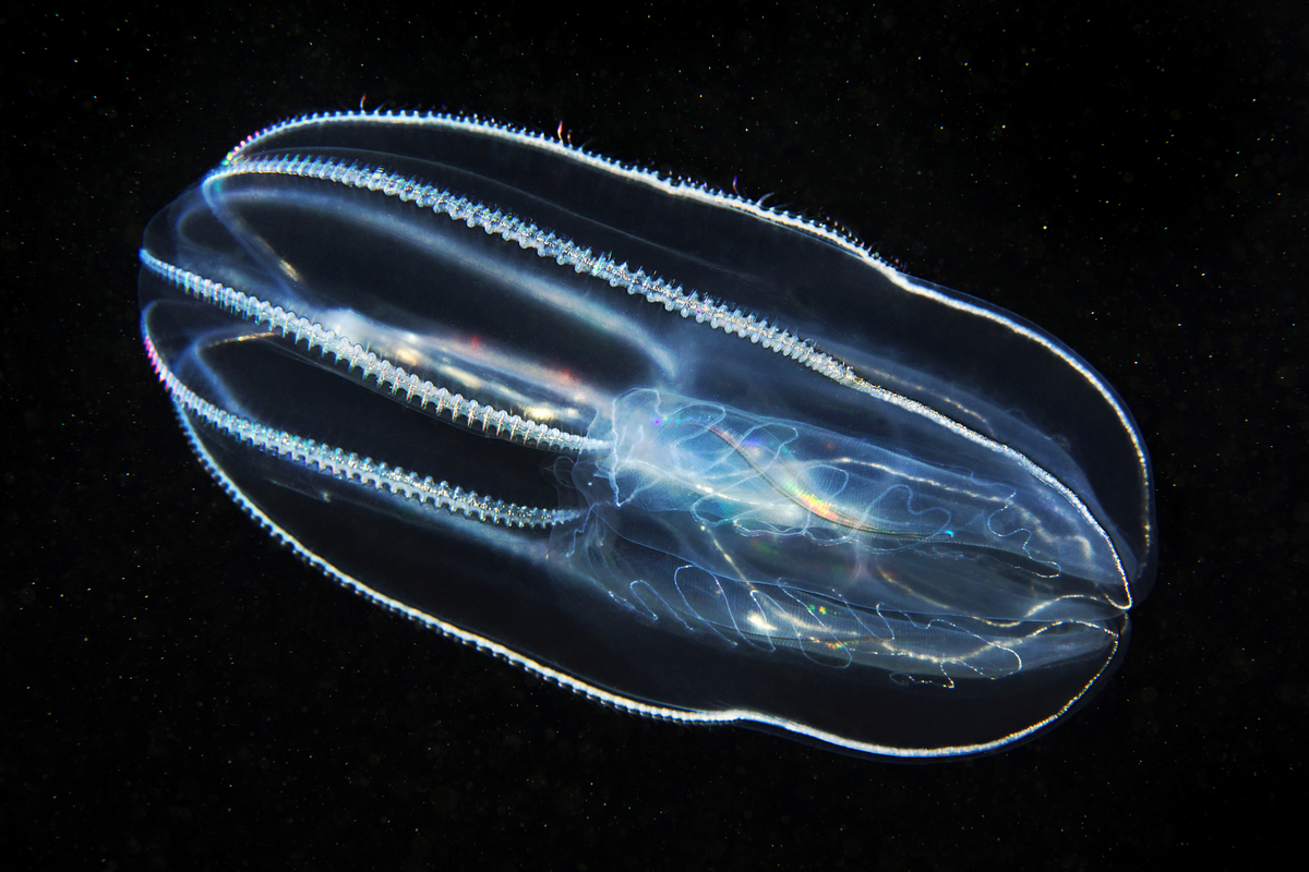 櫛水母（comb jellyfish）擁有透明身體、發出彩色光芒的纖毛，靠食用海中浮游生物維生。