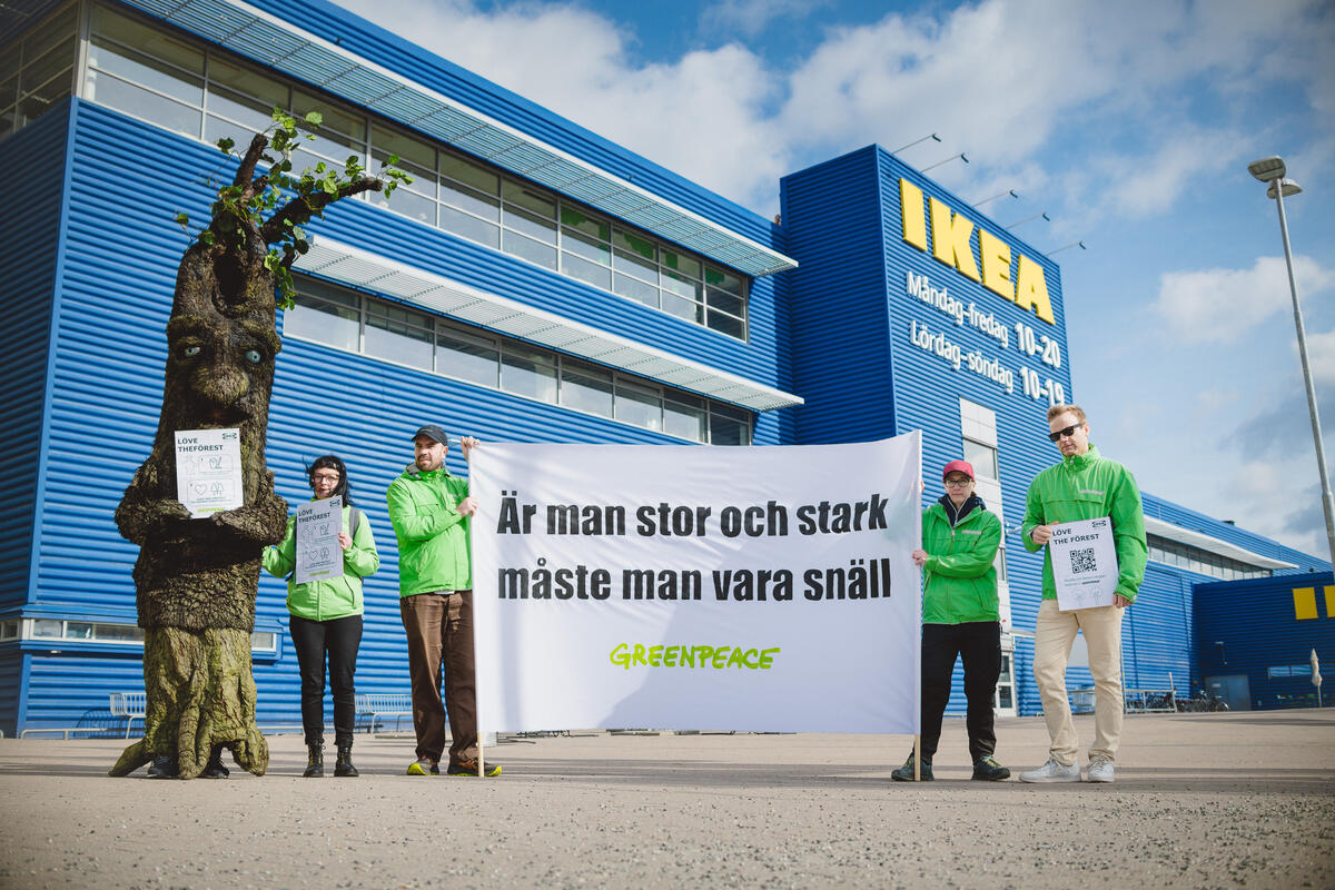2024年4月10日，綠色和平於瑞典IKEA門市前，舉起布條倡議「如果你又大又強，你就必須善良」，揭露IKEA至少30項商品涉及破壞古老森林。