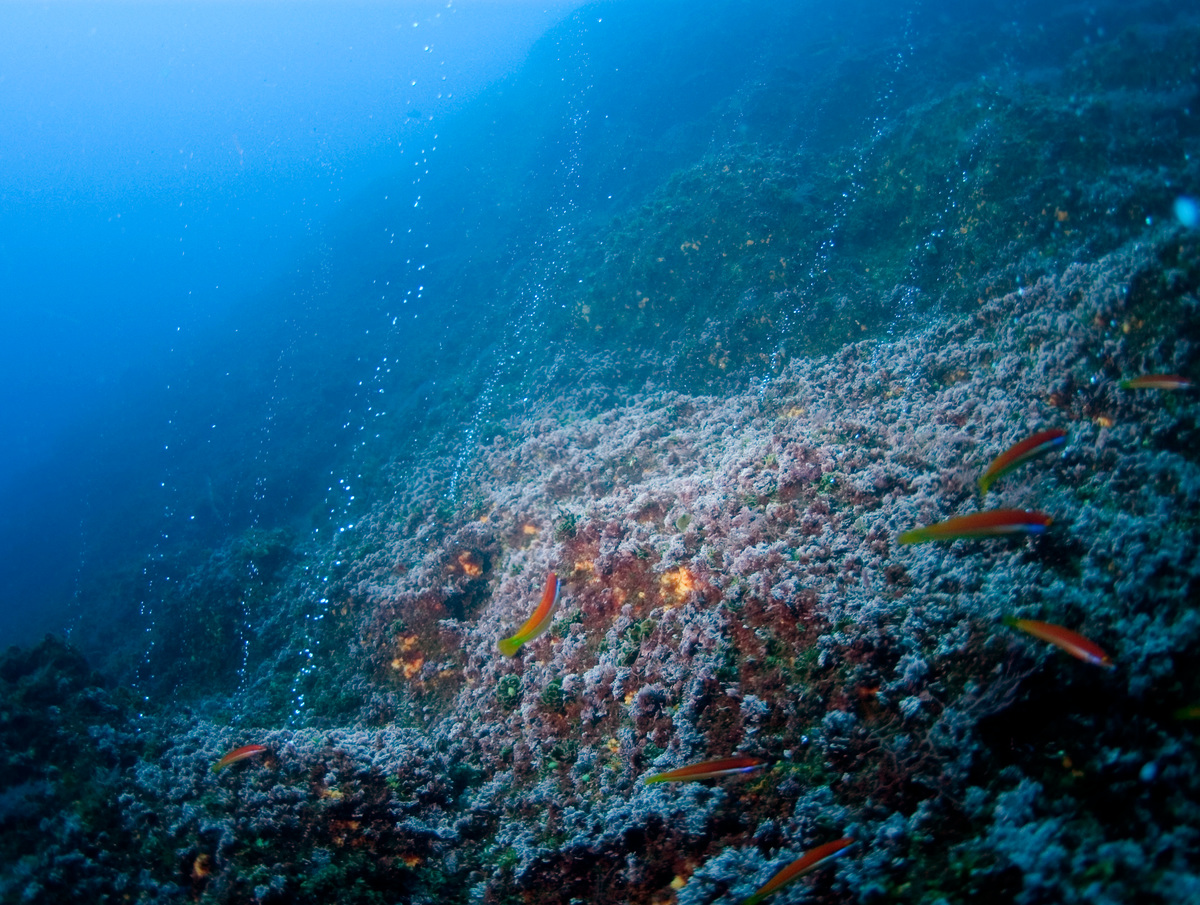深海地形多元複雜，地層交界處多有熱泉噴口，孕育許多奇妙生物。