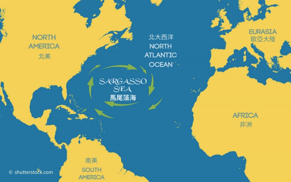 北大西洋西側，以洋流環繞的區域就是馬尾藻海（Sargasso Sea）。