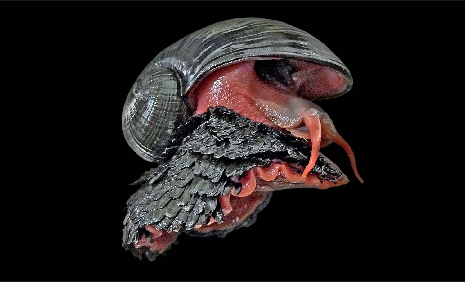 鱗角腹足海螺（scaly-foot snail，也稱海穿山甲 sea pangolin）是第一種因深海採礦而瀕危的物種。