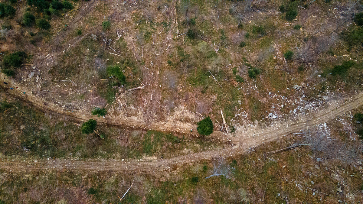 綠色和平調查團隊親訪羅馬尼亞喀爾巴阡山脈（Romanian Carpathians），空拍記錄古老森林遭砍伐的殘酷現況。