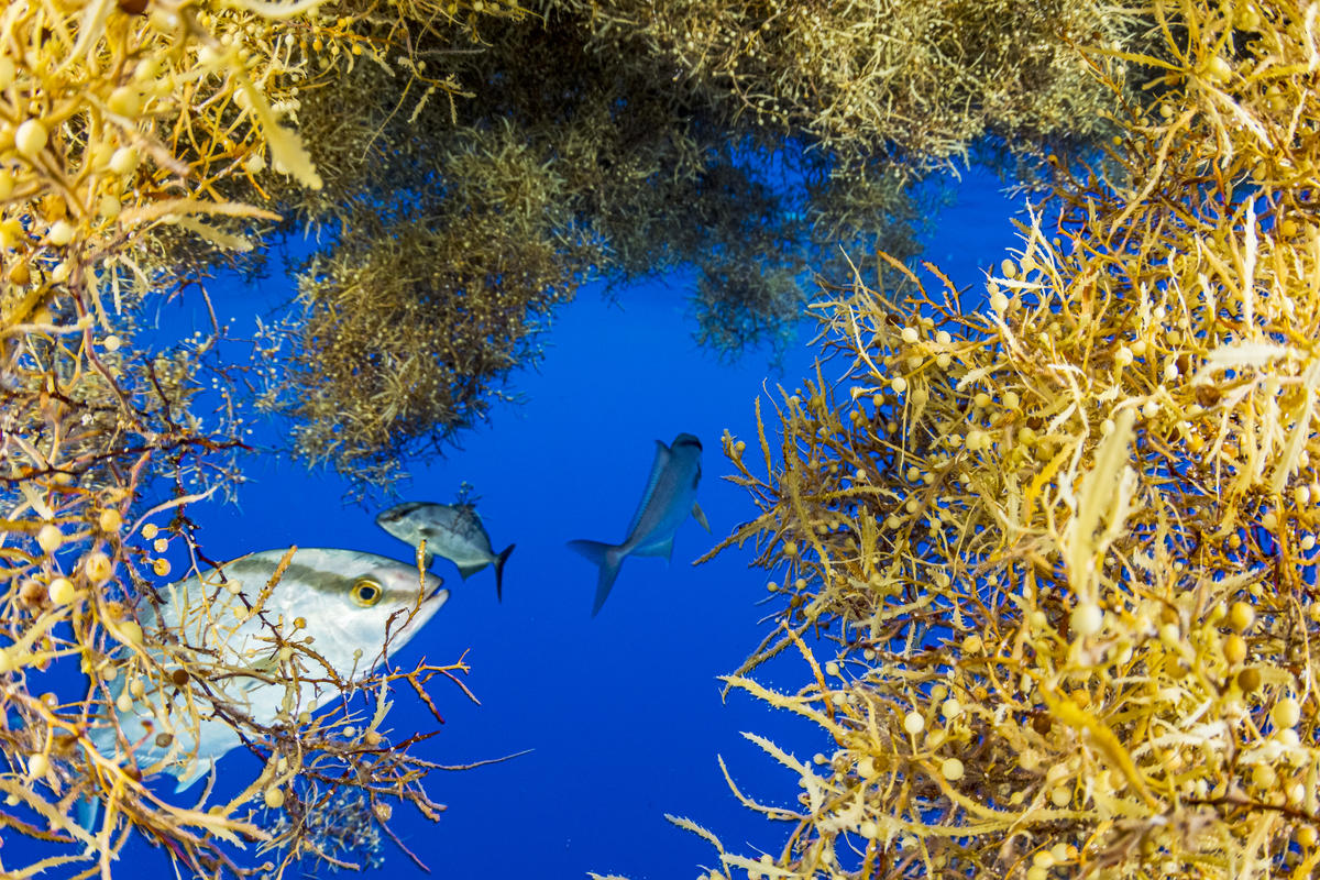 魚群在馬尾藻海活動，這是生態最豐富的海域之一，猶如一座海上雨林。