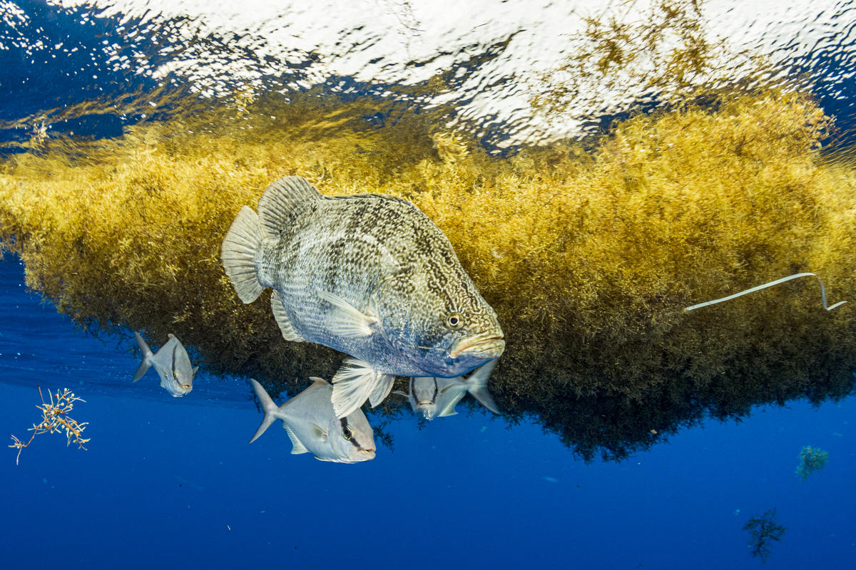 在馬尾藻海中生活的魚群，然而這片海域已遭塑膠污染，右方長條狀的是塑膠廢棄物。