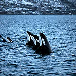 徜游在挪威海域的虎鯨家族。