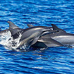 A pod of spinner dolphins swim in the warm waters off the coast of Sri Lanka.