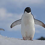 給企鵝的好消息！南極禁捕磷蝦保護區範圍再擴張