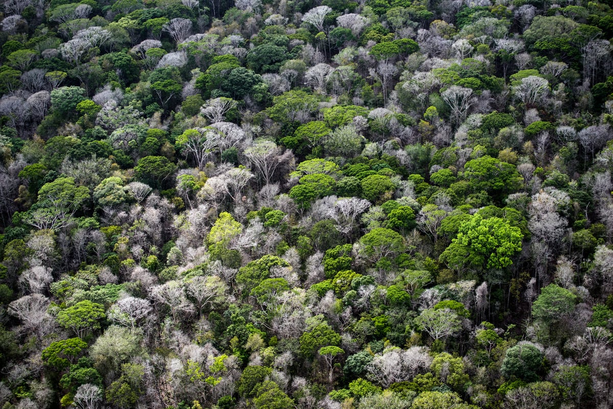 2017年，Daniel Beltrá參與綠色和平守護亞馬遜出海口珊瑚礁的專案，記錄沿岸的雨林情況與自然風光。