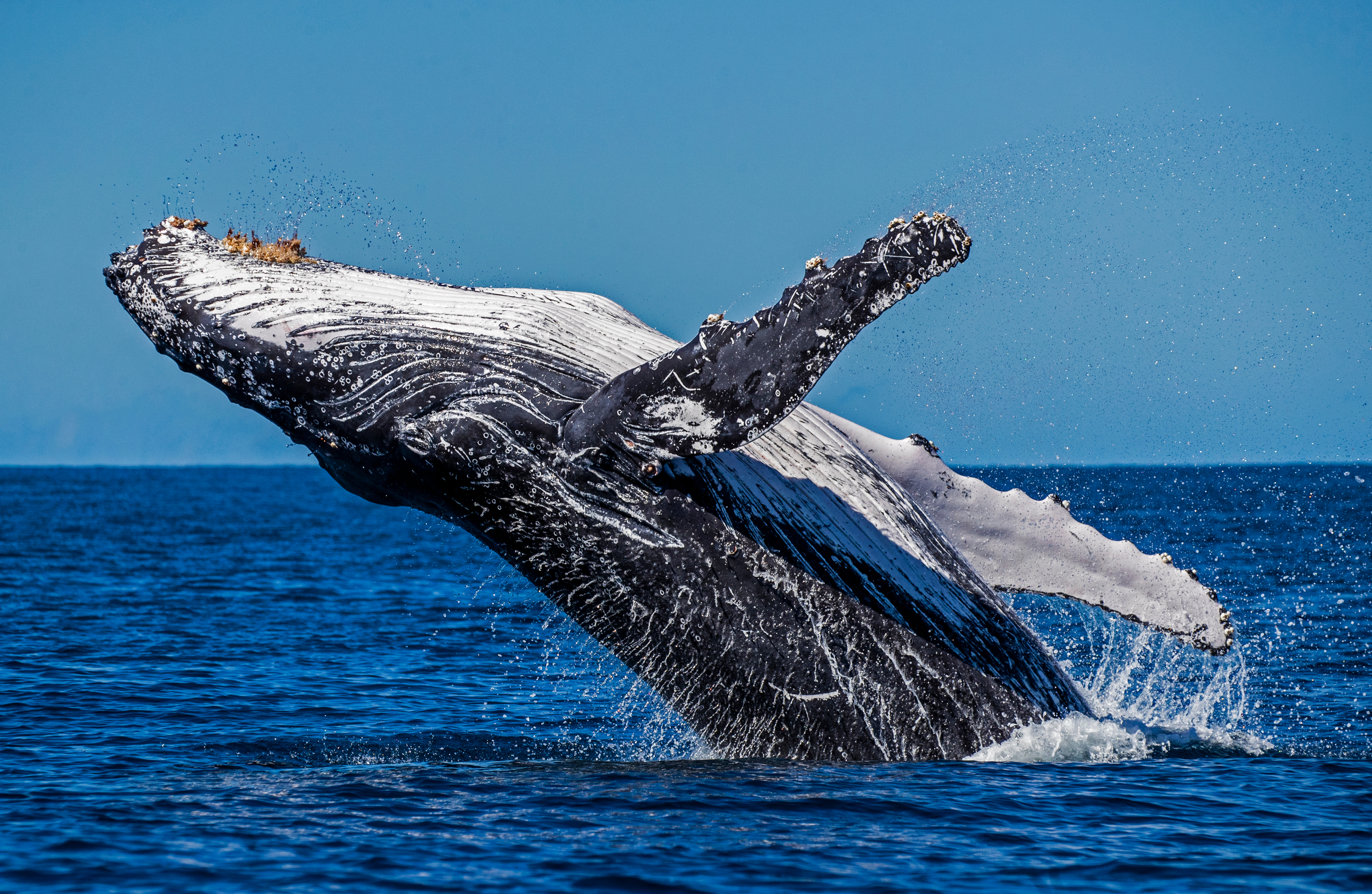 2020年，Paul Hilton隨著綠色和平船艦來到澳洲昆士蘭南部海域，拍下座頭鯨躍出水面的一幕。